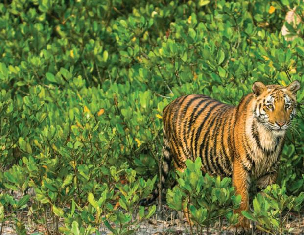 Decline in Tiger Reserves of India,