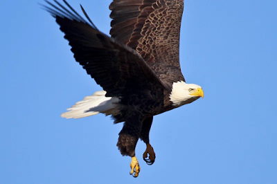 Eagles in dreams biblical meanings