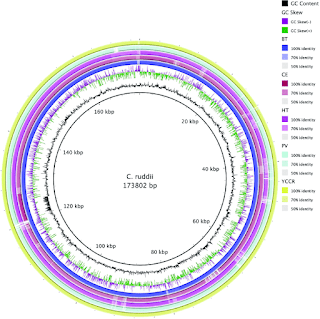 Carsonella ruddii genome