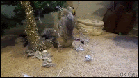 Christmas Cat GIF • 'Oskar' the famous blind cat trying to help Mom with Christmas tree decoration [ok-cats.com]