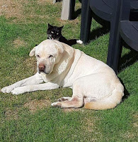 Gatos dominando a los perros