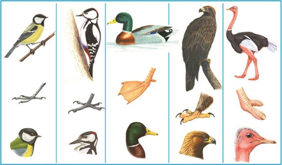 Класс птицы картинка. Класс птицы многообразие. Классификация птиц для детей. Классификация птиц экологическая. Что общего у птиц.