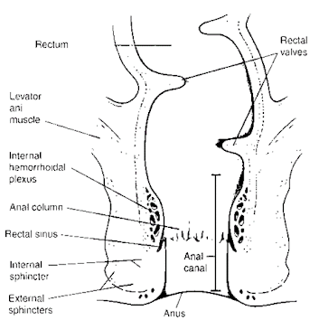 Rectum