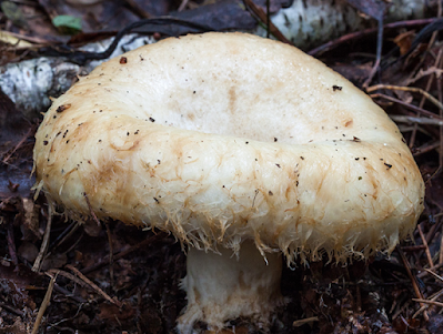 Lactarius resimus