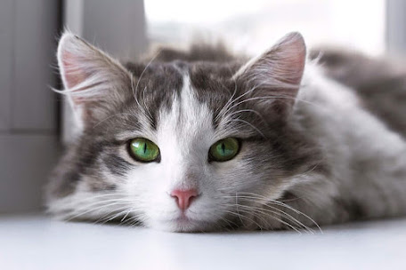 Cat Rhinitis Symptoms