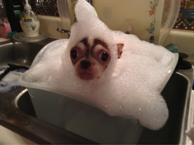 Os animais têm uma relação complexa com a água. Eles podem adorar brincar em poças, mas alguns pets temem a hora do banho.Sem dizer que alguns podem se tornar irreconhecíveis molhados.
