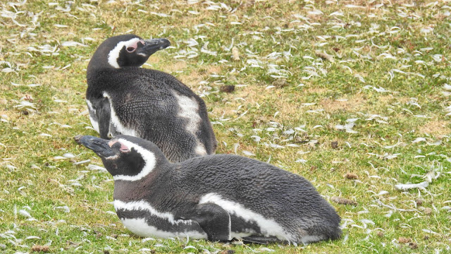 Volunteer Point Penguin Colony