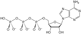 "ATP"  (Adenosine Tri-Phosphate):  右から、<br>アデニン (塩基)、リボース (糖) と 3つの燐酸からなる。全ての細胞の"エネルギー源"!