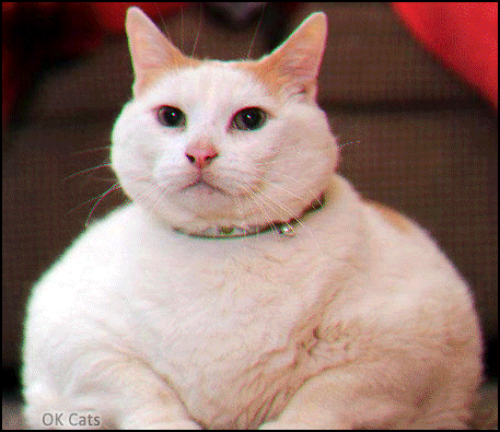 Art Cat GIF • White fat cat loves super fast vibrations. 'Mom's giving me excitations' [ok-cats-gifs.com]