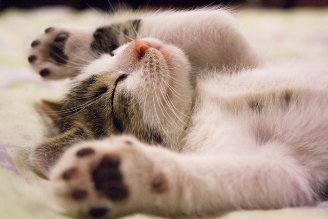 Unraveling the Mystery of Why Cats Purr: An Exploration of Feline Behavior