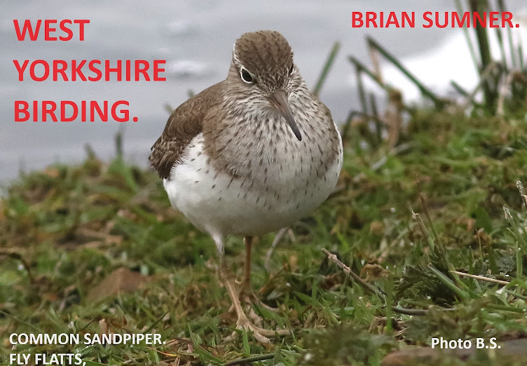 WEST YORKSHIRE BIRDING