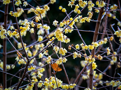 Robai (Chimonanthus praecox) flowers: Engaku-ji