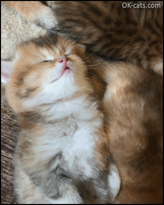 Cute Kitten GIF • Tired kitty sleeping deeply among brothers and sisters. Zzzz...Zzzz... [ok-cats.com]