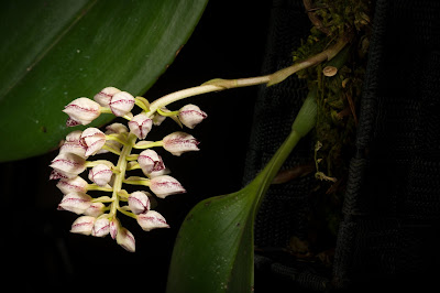 Bulbophyllum kubahense - The Kubah National Park Bulbophyllum care