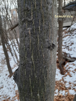 Мелкоплодник ольхолистный (Micromeles alnifolia)