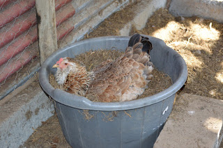 Brahma mix hen in nest box