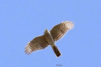 Eurasian Sparrowhawk