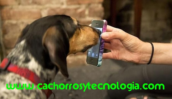 Tecnología para perros iPad iPhone dog puppy can