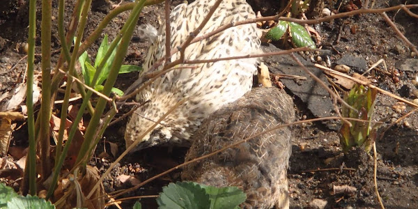 Are quails good for pest control in gardens?