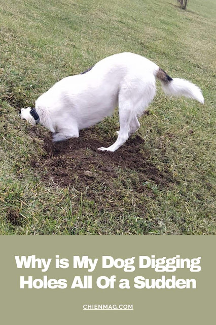 Why is My Dog Digging Holes