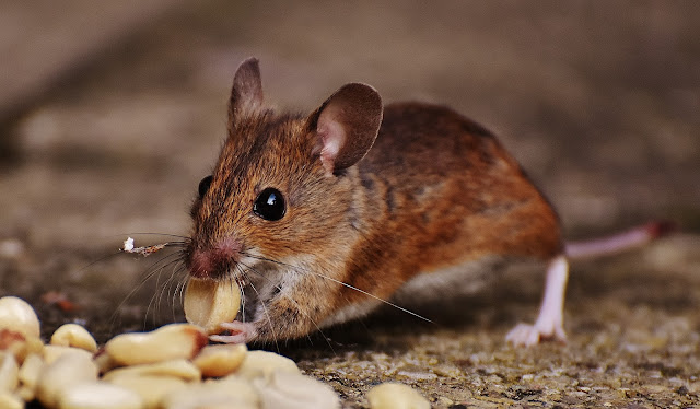 Cara Membasmi Tikus yang Membandel