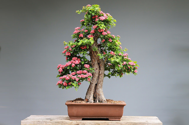 casual bonsai tree design