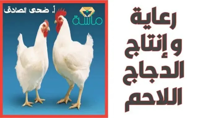 رعاية و إنتاج الدجاج اللاحم للاكل