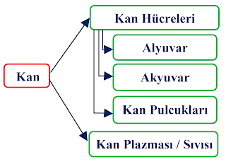 Kanın Yapısı