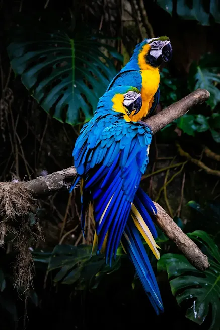 Macaws are highly intelligent birds with beautiful plumage. They were favored by Madame de Pompadour