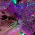 Γάτες vs χριστουγεννιάτικο δέντρο: Ο νικητής είναι πάντα ένας...