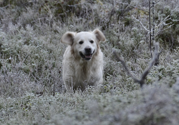 golden retriever