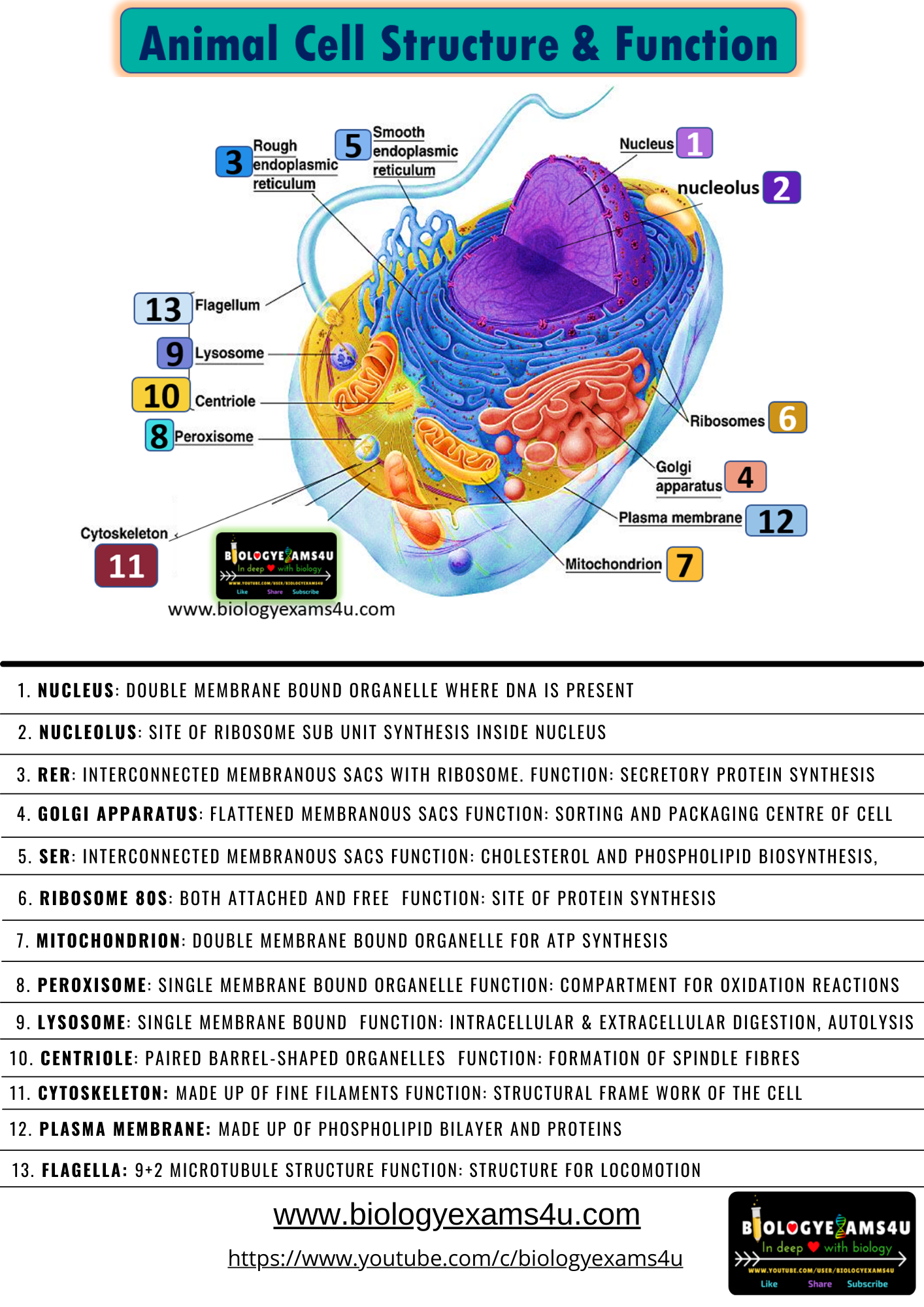 Animal Cell Structure and Function Poster