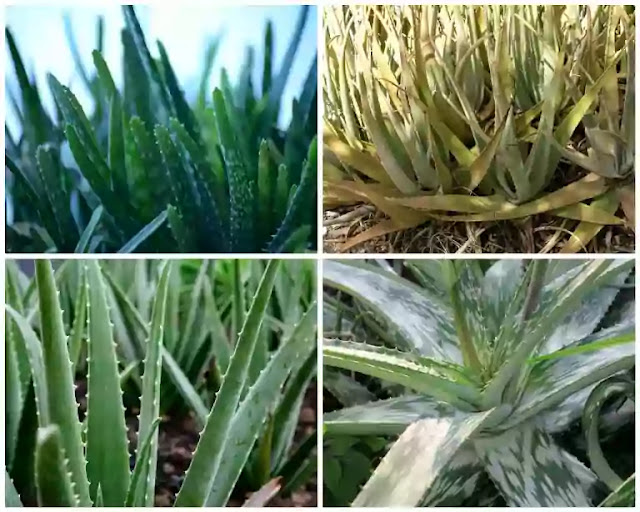 Aloe vera yield per acre