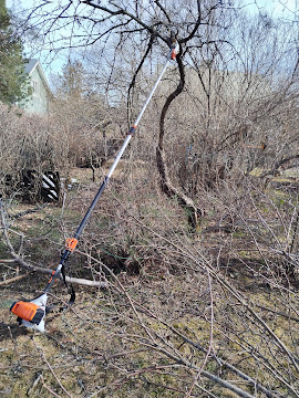 Erilaisten pensasaitojen puutarhan eri puustojen harvennusleikkaukset ulottuvuus 390 cm Stihl HT135