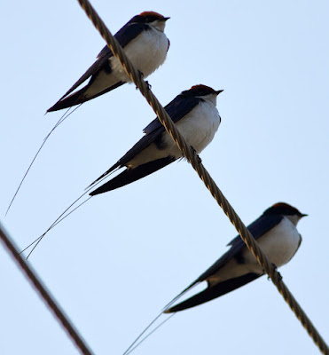 Wire-tailed Swallow