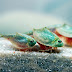 Triops, Udang Purba yang Hidup Sejak Zaman Dinosaurus
