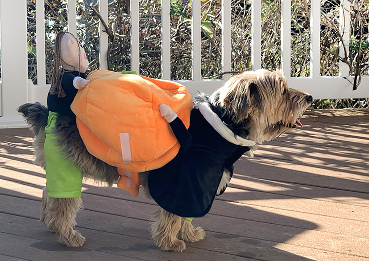 Dog Halloween costumes