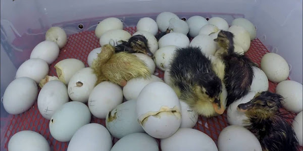 How Long Does It Take For Duck Eggs To Hatch