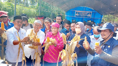 Panen Jagung, Bupati Donggala Harap Lahan Kosong Dapat Berproduksi