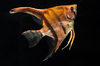Anglerfish (Melanocetus johnsonii)