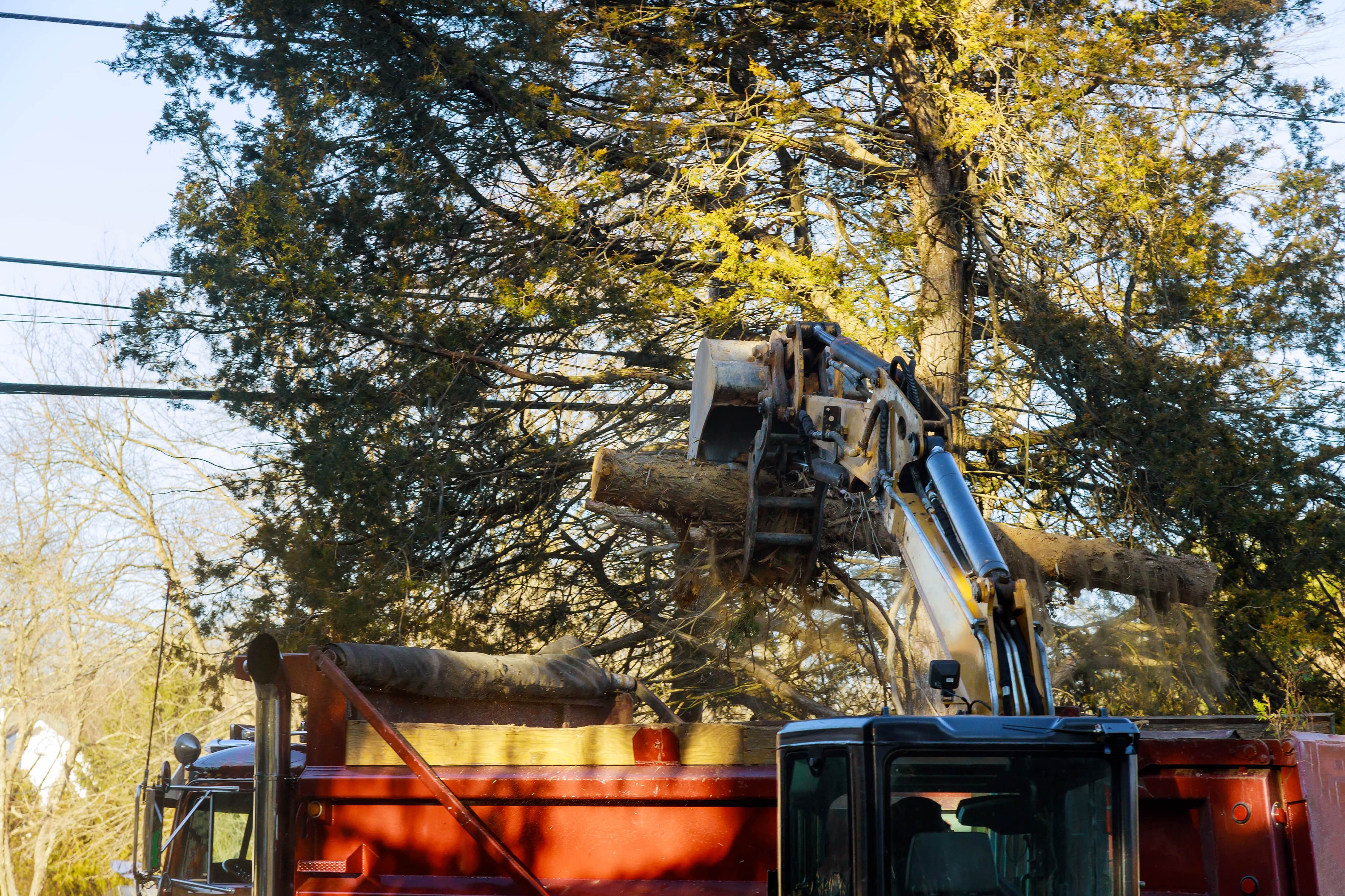 Best Tree Removal Company in Depew