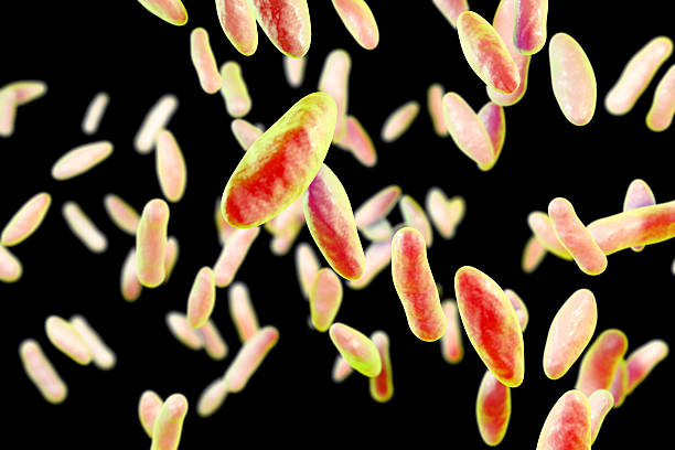 Bactéria Brucella, ilustração 3D. Bactérias gram-negativas pleomórficas que causam brucelose em bovinos e humanos e são transmitidas ao homem por contato direto com animal doente ou por leite contaminado