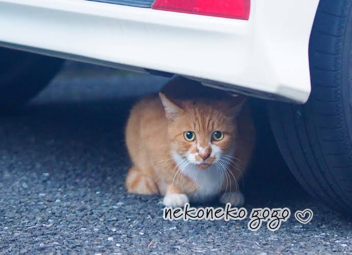 ねこ散歩で会った茶白の猫さん