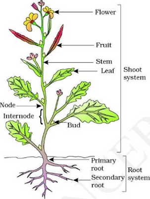 Parts of flowering plants