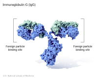 Imunoglobulin G (IgG)
