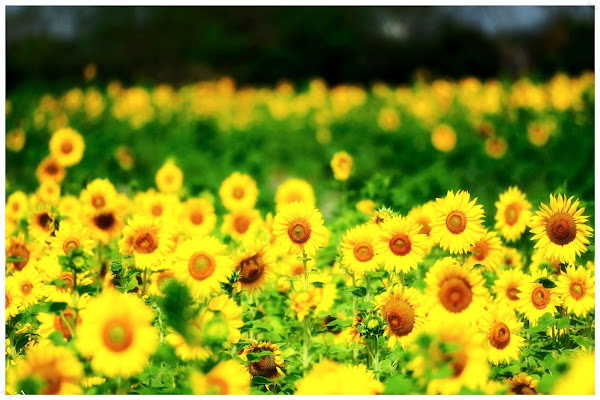 Фото лета в России / Photo of summer in Russia