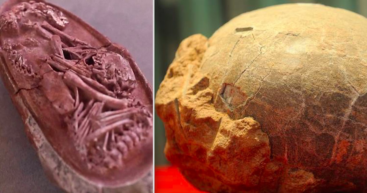 Perfectly Preserved Dinosaur Embryo Discovered In Fossilised Egg In Southern China