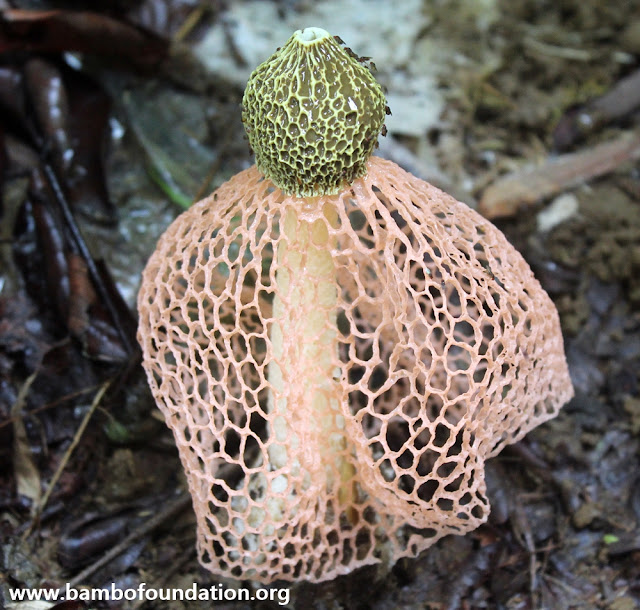 Jamur Tudung Pengantin