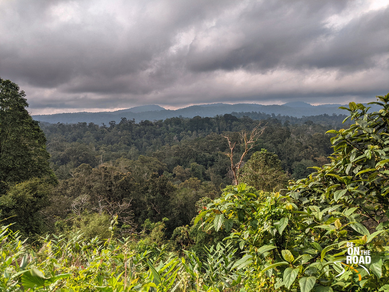 The dense Vazhachal forest between Athirampally Waterfalls and Valparai