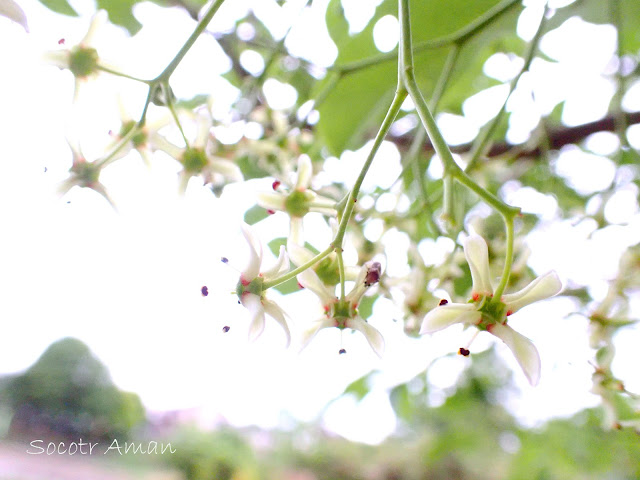 Euonymus hamiltonianus